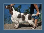 ENGLISH SPRINGER SPANIEL - CH ADAMANT'S RIDING HIGH (FIN)