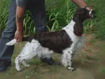 GB ShCh Barecho Qualified to Show with Peasblossom - English Springer Spaniel