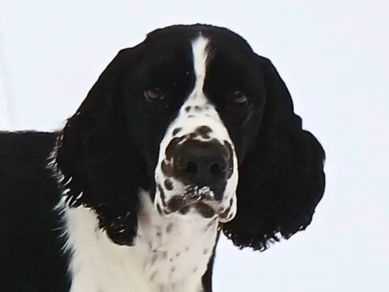 CH Lordsett Your Place Or Mine CA DM NS 