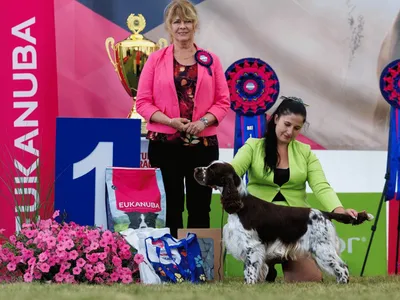 Eastriding Royal Player - European English Springer Spaniel