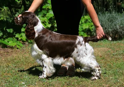 Eastriding Royal Player - European English Springer Spaniel