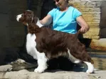 CH Foxboro N Karmadi Makin Our Mark - English Springer Spaniel