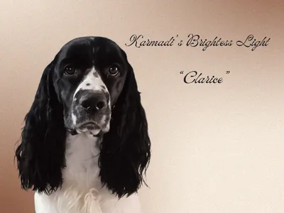 English Springer Spaniel - Karmadi's Brightess Light