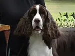 Karmadi's Island Meadow - English Springer Spaniel