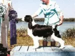 CH Karmadi's Moments In Time - English Springer Spaniel