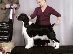 CH Karmadi's Rose Garden - English Springer Spaniel
