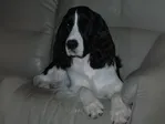 CH Karmadi's Savannah - English Springer Spaniel