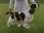 SE U(U)Ch Linmoor Valuable Crystal - English Springer Spaniel