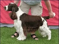 SE U(U)Ch NO UCH Linmoor Wave For Success - English Springer Spaniel