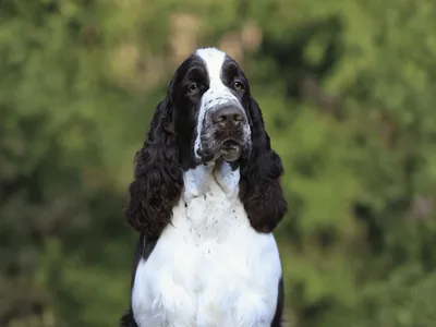 Lordsett Double Point - European English Springer Spaniel