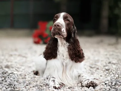 Multi Champion Lordsett Under Your Spell - European English Springer Spaniel