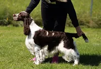 European English Springer Spaniel Stud Dog Int Ch Multi Ch Multi JCH Lordsett Under Your Spell
