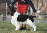 European English Springer Spaniel Stud Dog: Int Ch / Multi Ch / Multi JCh Lordsett Xtra Ordinary