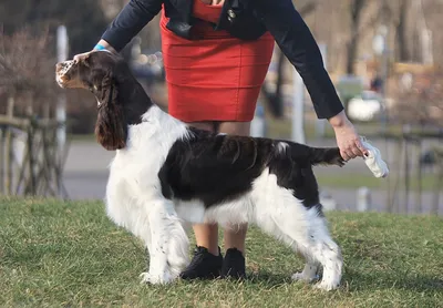 Lordsett Xtra Ordinary - European English Springer Spaniel