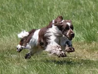 CH Lordsett Your Place Or Mine CA DM NS - English Springer Spaniel