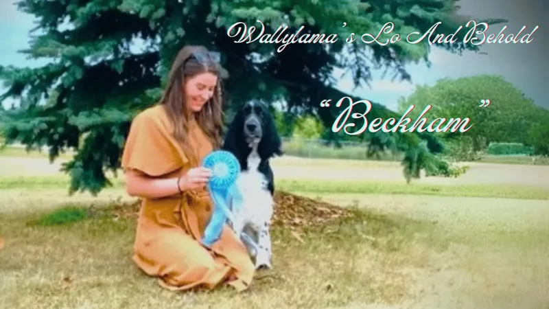 Wallylama's Lo And Behold 