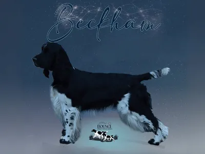 English Springer Spaniel - Wallylamas Lo And Behold