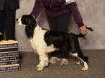 ENGLISH SPRINGER SPANIEL - CH WATERNYMPHS CUT ON TH BIAS