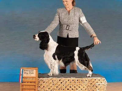 Can Ch Waternymphs Secret To The Magic Potion - European English Springer Spaniel