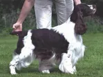 S(u)Ch Wongan Kadenza - English Springer Spaniel