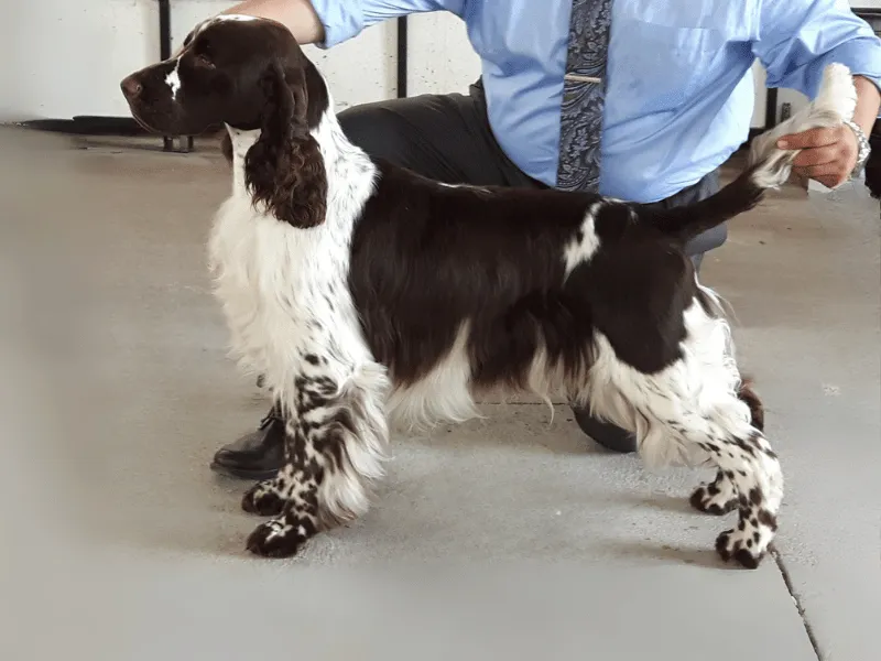 CH Lordsett Your Place Or Mine CA DM NS 